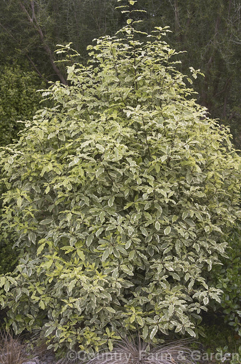 Pittosporum eugenioides 'Platinum', a cultivar of the New Zealand Lemonwood or Tarata that has variegated, bright yellow- green foliage and grows to around 4m tall Order: Apiales, Family: Pittosporaceae