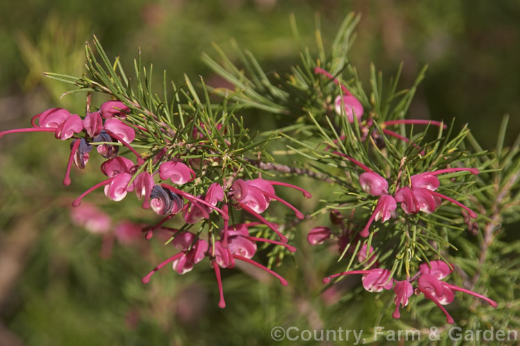 Grevillea 'Ruby', a Grevillea glabella seedling that may be a hybrid with Grevillea juniperina or Grevillea rosmarinifolia. It is a relatively hardy, spreading, spring-flowering bush growing to around 15m high x 2m wide