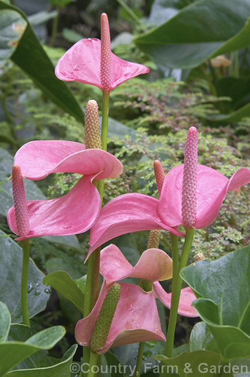 Anthurium 'Sweetheart. Pink', one of the many cultivated forms, usually hybrids or cultivars of the flamingo flower (<i>Anthurium andraeanum</i>), an epiphytic evergreen perennial native to Colombia and Ecuador. anthurium-2027htm'>Anthurium.