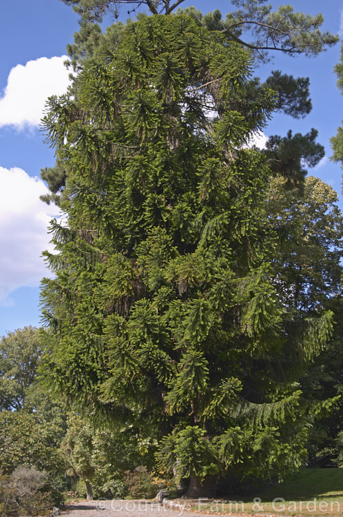 Bunya Bunya (<i>Araucaria bidwillii</i>), a 45m tall evergreen conifer native to Queensland, Australia. It is a near relative of the Monkey Puzzle Tree and Norfolk Island Pine. Order: Pinales, Family: Araucariaceae