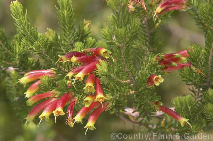 Erica discolor subsp. speciosa (syn. Erica speciosa</i>), an unusually coloured. South African erica that flowers through most of the year. It is a 15m high, rather open-growing, evergreen bush. erica-2109htm'>Erica. Order: Ericales, Family: Ericaceae