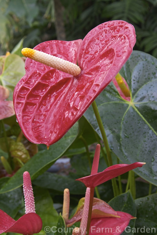 Anthurium 'Vesuvio', one of the many cultivated forms, usually hybrids or cultivars of the flamingo flower (<i>Anthurium andraeanum</i>), an epiphytic evergreen perennial native to Colombia and Ecuador. anthurium-2027htm'>Anthurium.