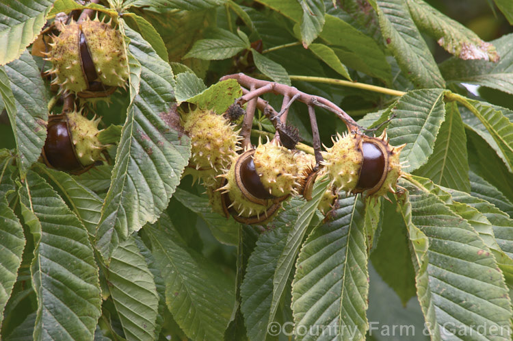 Horse Chestnut (<i>Aesculus hippocastanum</i>), a 15-25m tall tree from Greece, Albania and Bulgaria. Showy heads of spring flowers develop into the spiky fruiting bodies shown here, each containing two hard nuts. Order Sapindales, Family: Sapindaceae