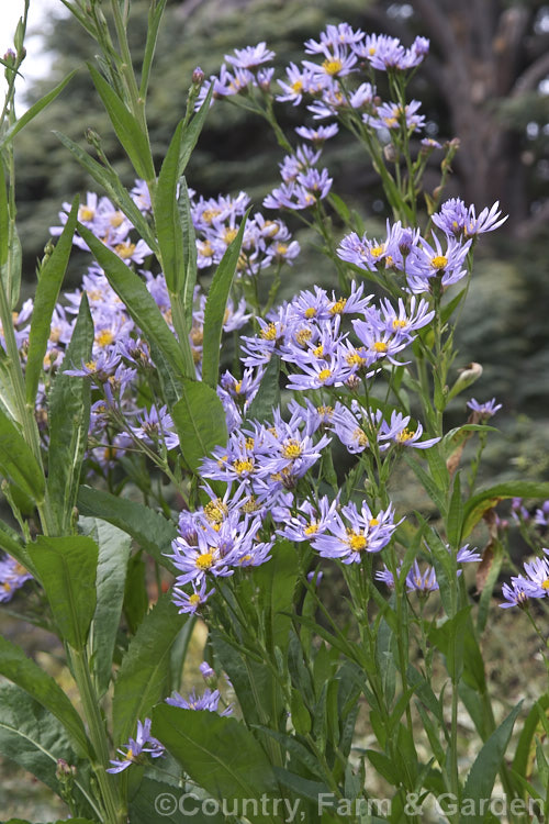 Aster tataricus, a late-flowering herbaceous perennial up to 2m tall with large flower heads and leaves up to 40cm long. It is native to Siberia. aster-2378htm'>Aster.