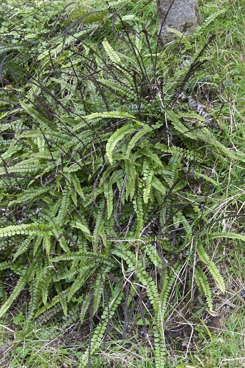 Kiwakiwa (<i>Blechnum fluviatile</i>), a spreading, rhizomatous fern with narrow fronds and distinctive wiry, dark brown fertile fronds. It may develop a short trunk with great age. Native to New Zealand and southeastern Australia, including Tasmania