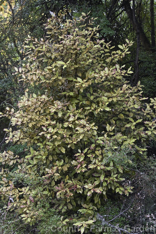 Horopito or Pepper. Tree (<i>Pseudowintera colorata</i>), an evergreen New Zealand shrub that grows to around 3m tall It has distinctively coloured leaves and clusters of tiny flowers followed by red-black fruits. pseudowintera-2761htm'>Pseudowintera. <a href='winteraceae-plant-family-photoshtml'>Winteraceae</a>.