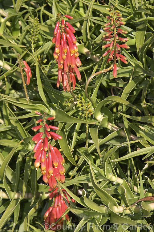 Climbing Aloe (<i>Aloe ciliaris</i>), a South African succulent with sprawling stems up to 5m long. It is usually seen as a mounding groundcover to over 1m high but may be espaliered as a climber. Order: Asparagales, Family: Asphodelaceae