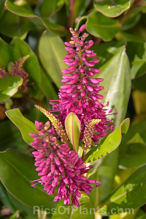 Veronica speciosa (syn. Hebe speciosa</i>) 'Simon Deleaux', a cultivar of a New Zealand evergreen shrub found in coastal parts of the North Island and the far north of the South Island Order: Lamiales, Family: Plantaginaceae