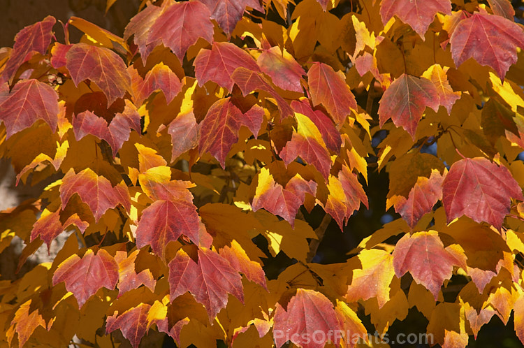 <i>Acer rubrum</i> 'Columnare', a broadly columnar 20m tall cultivar of the red, scarlet or swamp maple of eastern and central North America, notable for its vivid autumn foliage colours. Order Sapindales, Family: Sapindaceae