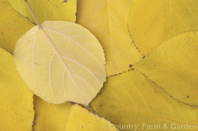 Fallen autumn leaves of the Paper. Mulberry (<i>Broussonetia papyrifera</i>), a deciduous shrub or tree to 15m tall. Native to Japan and China, it has catkin flowers and orange-red fruit. The inner bark fibres make fine paper. The leaves of young plants may be a simple broad lance-shape as shown here. This sometimes lasts into adulthood, but most mature tree have foliage with three very distinctive lobes. broussonetia-2609htm'>Broussonetia. Order: Rosales, Family: Moraceae