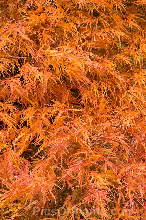 The autumn foliage of the Filigree-leafed Japanese Maple (<i>Acer palmatum</i> 'Dissectum'), an attractive shrubby Japanese Maple cultivar that has brilliantly coloured autumn foliage, but which is prone to wind-burn. Order Sapindales, Family: Sapindaceae