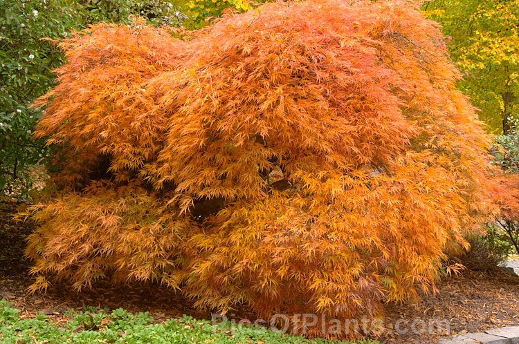 The autumn foliage of the Filigree-leafed Japanese Maple (<i>Acer palmatum</i> 'Dissectum'), an attractive shrubby Japanese Maple cultivar that has brilliantly coloured autumn foliage, but which is prone to wind-burn. Order Sapindales, Family: Sapindaceae