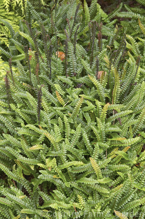 Blechnum penna-marina, a creeping rhizomatous fern with very distinct fertile fronds. It is often found growing in rock crevices and occurs over much of the temperate and Subantarctic Southern Hemisphere