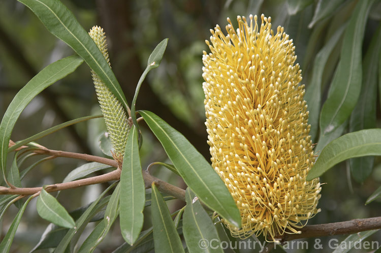 Coast. Banksia (<i>Banksia integrifolia</i>), an evergreen tree native to much of coastal eastern Australia. It grows to 15m tall, its flowerheads appear through most of the year and as with most banksias they are followed by woody seed cones. Order: Proteales, Family: Proteaceae