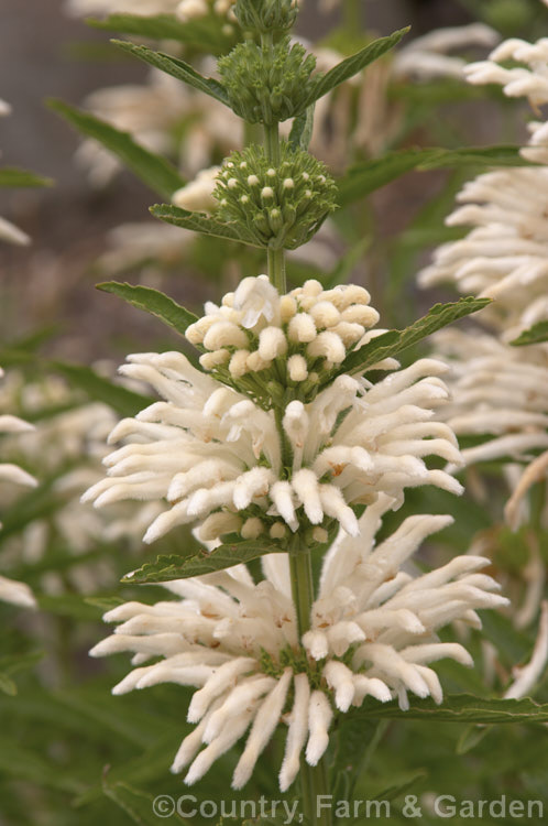 Leonotis ocymifolia (syn. Leonotis leonurus</i>) 'Harrismith. White', a white-flowered cultivar of the Lion's Ear, a 1-2m tall, soft-stemmed, summer- to autumn-flowering shrub from South Africa. Both the foliage and the flowers are downy