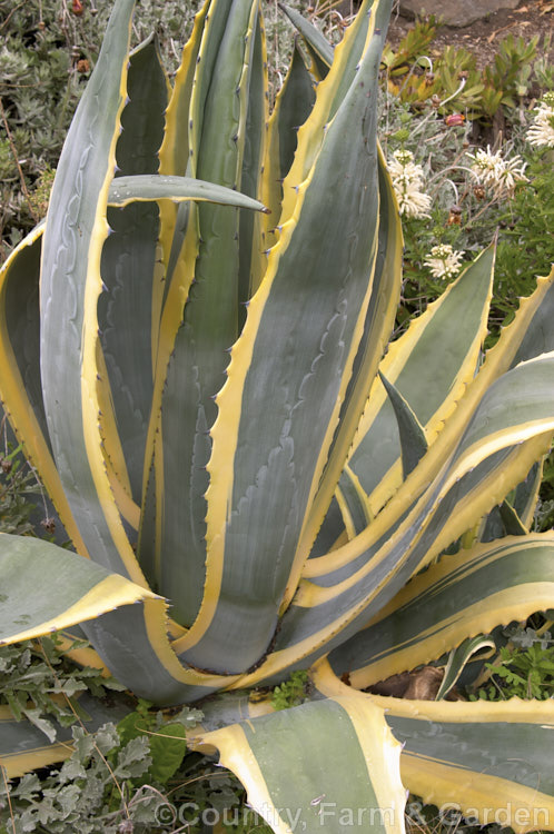 <i>Agave americana</i> 'Marginata', a variegated foliage form of a large monocarpic succulent native to eastern Mexico 'Marginata' can be recognised by the broad yellow margins of its foliage. Order: Asparagales, Family: Asparagaceae