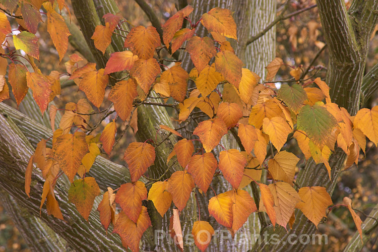 The autumn foliage of the Snakebark Maple (<i>Acer davidii</i>), a 15m tall Chinese deciduous tree notable for its grey-green bark, which is heavily overlaid with white and pale grey striping. Order Sapindales, Family: Sapindaceae