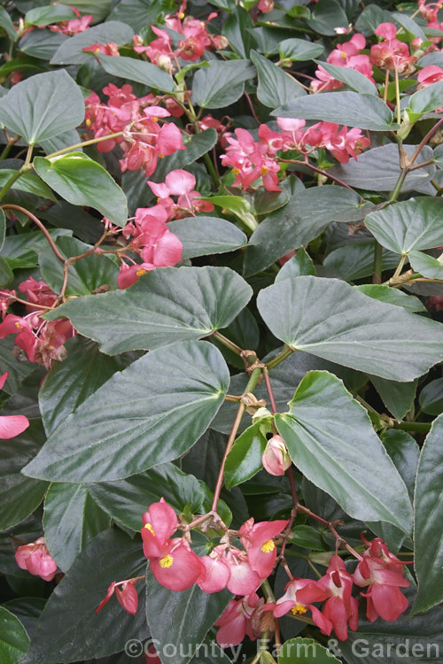 Begonia 'Decker-s. Scarlet', a vigorous hybrid belonging the Shrub-like Group. It has medium sized, very lush leaves and flowers well into autumn. Order: Cucurbitales, Family: Begoniaceae