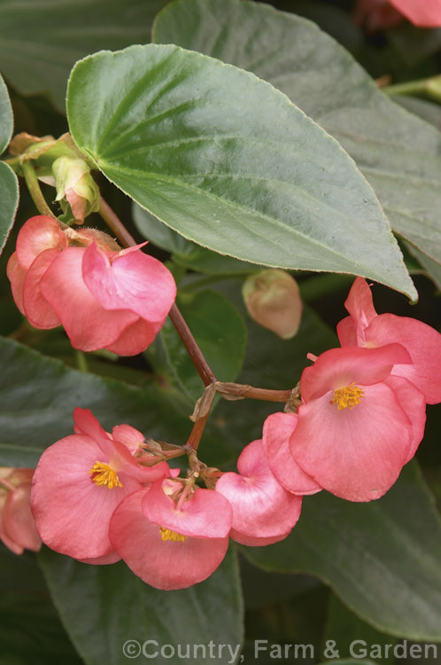 Begonia 'Decker's Scarlet', a vigorous hybrid belonging the Shrub-like Group. It has medium sized, very lush leaves and flowers well into autumn. Order: Cucurbitales, Family: Begoniaceae