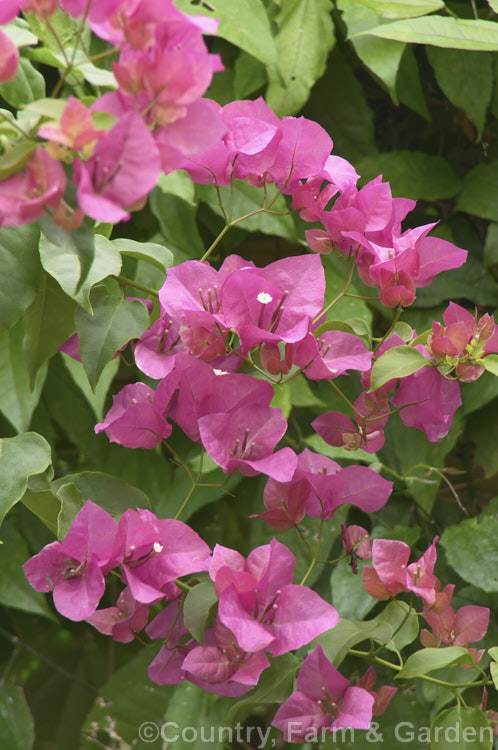 Bougainvillea ''Mary Palmer. Special', a vigorous, heavy-blooming hybrid bougainvillea that has proved hardy to light frost. It is a climber but can also be grown in large hanging baskets. bougainvillea-2413htm'>Bougainvillea. <a href='nyctaginaceae-plant-family-photoshtml'>Nyctaginaceae</a>.