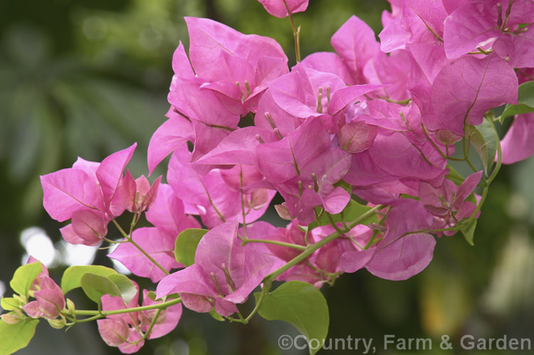 Bougainvillea ''Mary Palmer. Special', a vigorous, heavy-blooming hybrid bougainvillea that has proved hardy to light frost. It is a climber but can also be grown in large hanging baskets. bougainvillea-2413htm'>Bougainvillea. <a href='nyctaginaceae-plant-family-photoshtml'>Nyctaginaceae</a>.