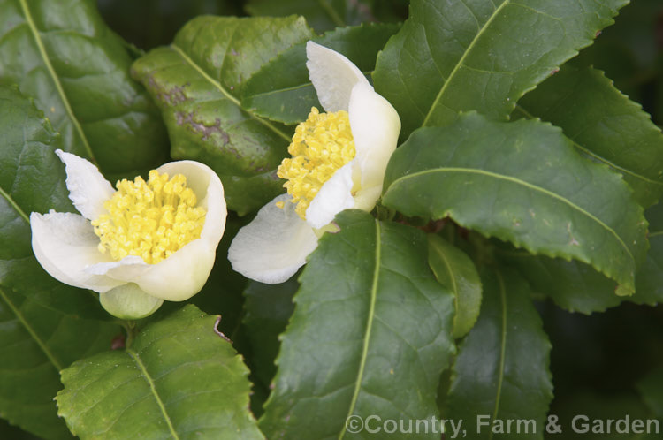 Tea (<i>Camellia sinensis</i>), widely cultivated for its young leaves, the source of commercial tea, this 1-6m high evergreen species is a shrub or small tree native to China. It produces its white to cream flowers in autumn to winter. Order: Ericales, Family: Theaceae