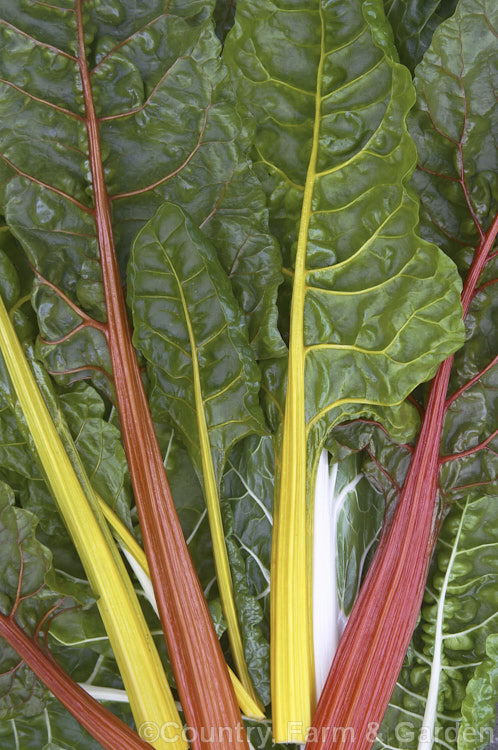 Chard, Swiss. Chard or Silver Beet (<i>Beta vulgaris var. flavescens</i>), a vegetable cultivated for its edible spinach-like foliage. Garden forms are available in a range of stem colours. beta-2601htm'>Beta. Order: Caryophyllales, Family: Amaranthaceae