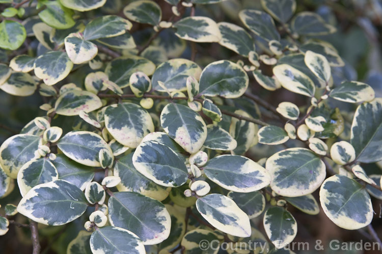 Azara integrifolia 'Variegata', an evergreen shrub native to Chile. The green leafed form grows to 4 m high but this variegated cultivar is considerably smaller. This is the foliage in autumn, when the cream colour is least yellow and the pink blush is yet to develop. azara-2391htm'>Azara. <a href='salicaceae-plant-family-photoshtml'>Salicaceae</a>.