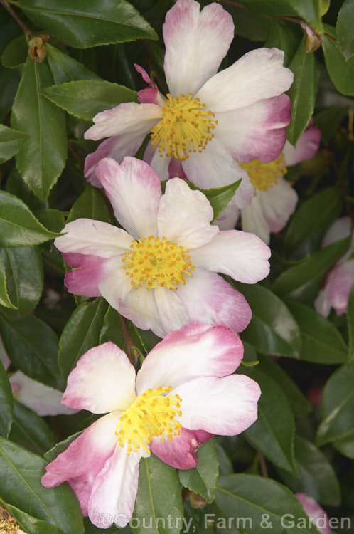 <i>Camellia</i> 'Hana Jiman' (syn 'Boastful Flower'), a <i>Camellia sasanqua</i> camellia that has fairly large flowers for a Camellia sasanqua. It develops into a densely foliaged bush and may eventually grow to 3m tall Order: Ericales, Family: Theaceae