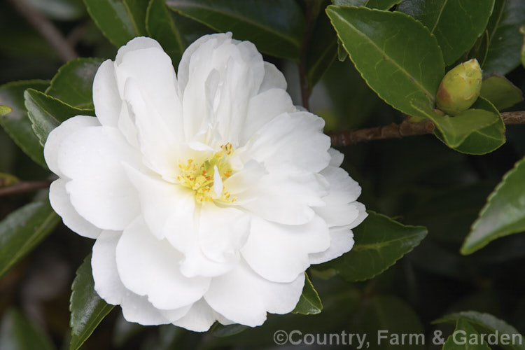 <i>Camellia</i> 'Mine No Yuki', a loosely semi-double- to double-flowered <i>Camellia sasanqua</i> cultivar. Also known as 'Moonlight' or 'White Doves', though the name means snow on the mountain peaks. Order: Ericales, Family: Theaceae