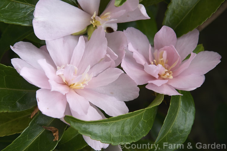 <i>Camellia</i> 'Jennifer Susan', a <i>Camellia sasanqua</i> cultivar with loose peony-form flowers. It has a fairly upright growth habit and is often cultivated as an informal hedge. Order: Ericales, Family: Theaceae