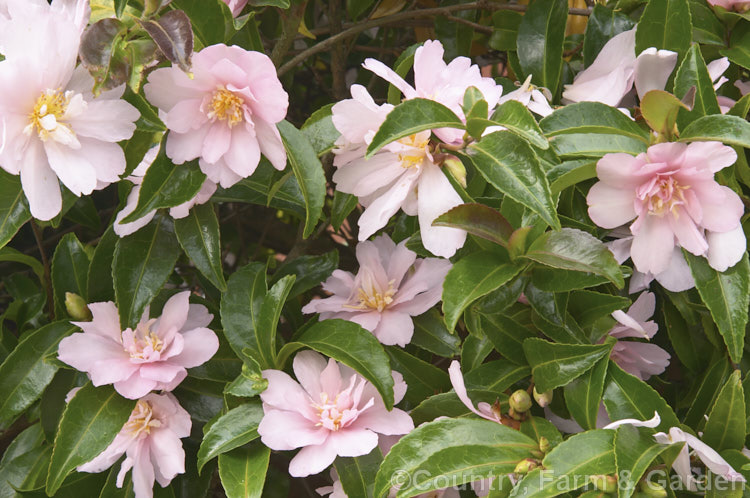 <i>Camellia</i> 'Jennifer Susan', a <i>Camellia sasanqua</i> cultivar with loose peony-form flowers. It has a fairly upright growth habit and is often cultivated as an informal hedge. Order: Ericales, Family: Theaceae
