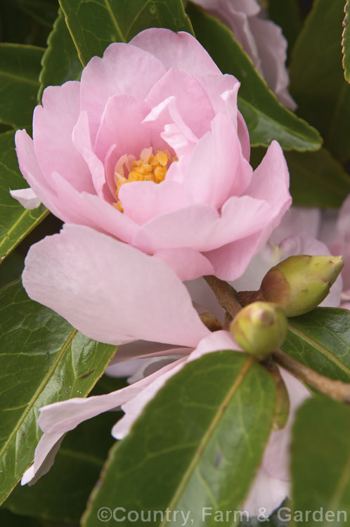 <i>Camellia</i> 'Jennifer Susan', a <i>Camellia sasanqua</i> cultivar with loose peony-form flowers. It has a fairly upright growth habit and is often cultivated as an informal hedge. Order: Ericales, Family: Theaceae