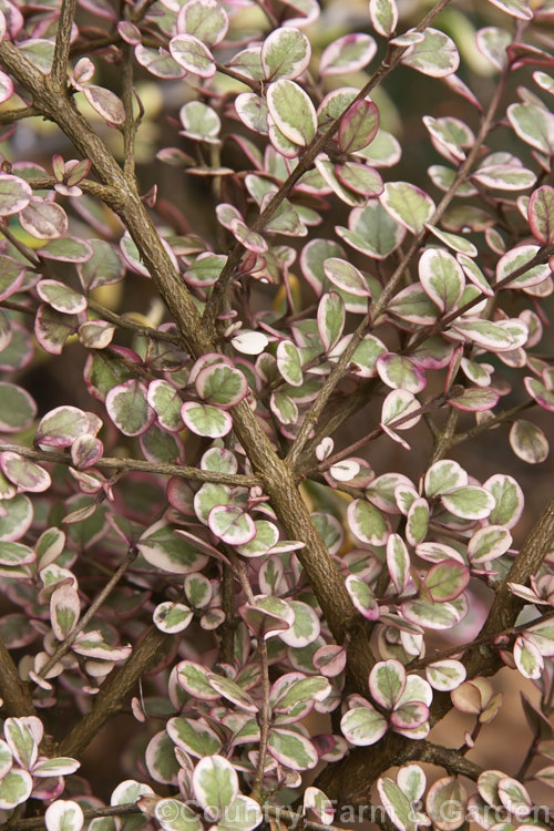 Lophomyrtus x ralphii (<i>Lophomyrtus bullata x Lophomyrtus obcordata</i>) 'Little Star', a dwarf, small-leafed pink and cream variegated cultivar. It grows very slowly to eventually reach around 12m high and wide. lophomyrtus-2204htm'>Lophomyrtus. .