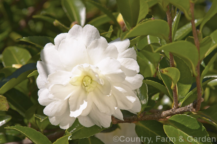 <i>Camellia</i> 'Moonlight', a <i>Camellia sasanqua</i> cultivar with semi-double white flowers that are faintly green-tinted 'Moonlight' is sometimes used as a synonym for 'Mine-No-Yuki', but the two cultivars are different. Order: Ericales, Family: Theaceae