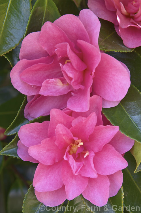 <i>Camellia</i> 'Shishi Gashira' (syns 'Beni Kan Tsubaki', 'Lion's Head', a form of <i>Camellia hiemalis</i> that is often sold as a <i>Camellia sasanqua</i>. It has long been cultivated in Japan. Order: Ericales, Family: Theaceae