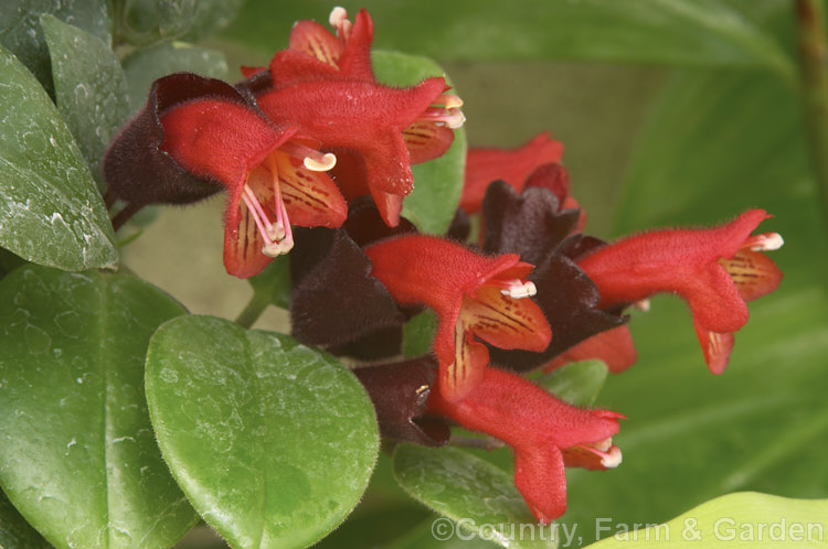 <i>Aeschynanthus</i> 'Crimson Bells', a popular hybrid with conspicuously large calyces. It is a lax bush that is usually grown as a hanging basket. A house plant outside the tropics. Order: Lamiales, Family: Gesneriaceae