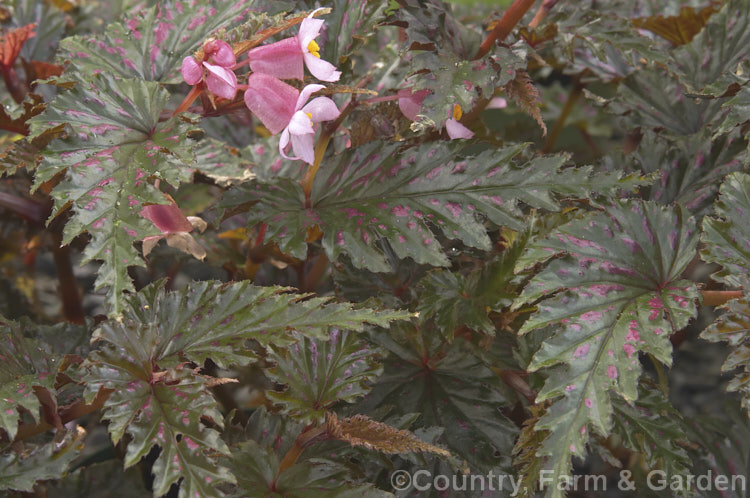 Rose Spot. Begonia (<i>Begonia serratipetala</i>). Native to New Guinea, this species has pink-spotted, serrated edged bronze-green leaves that have purple-red undersides. It flowers intermittently throughout the year. Order: Cucurbitales, Family: Begoniaceae