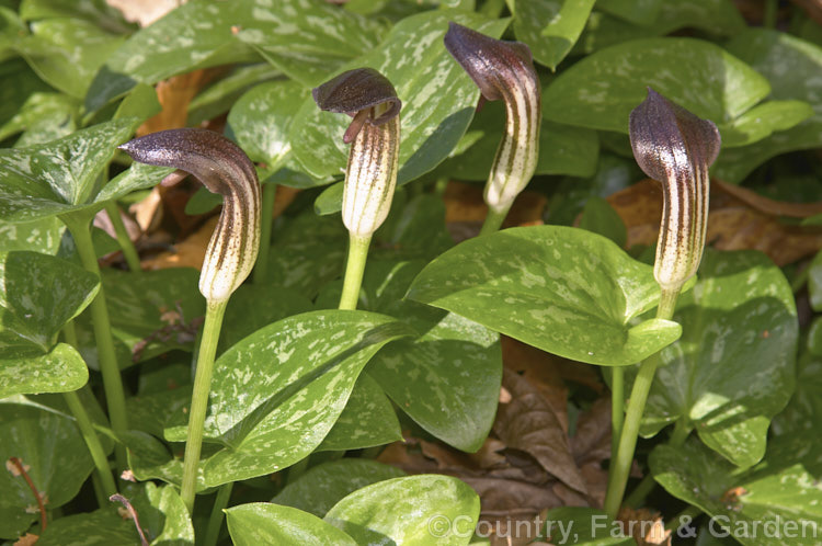 Friar's Cowl (<i>Arisarum vulgare</i>), a spring-flowering arum-like perennial found in the Mediterranean region, the Canary Islands and the Azores. Order: Alismatales, Family: Araceae