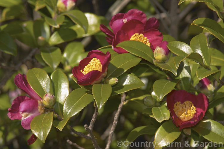 <i>Camellia</i> 'Yuletide', a <i>Camellia sasanqua</i> cultivar with simple but bright flowers that appear from mid-autumn until well into spring. Order: Ericales, Family: Theaceae