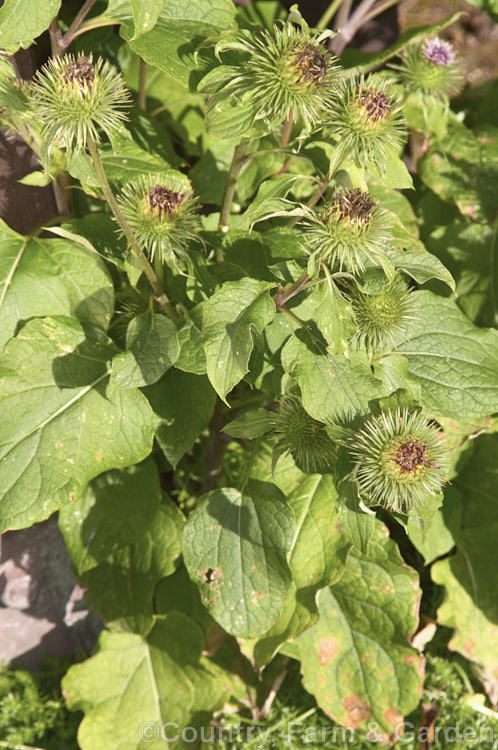 Great Burdock or Giant Burdock (<i>Arctium lappa</i>), a 15-18m high Eurasian biennial considered a weed but widely used as a medicinal herb, primarily for skin diseases. It also has edible leaves. It is most readily distinguished from the Common or Lesser Burdock (<i>Arctium minus</i>) by its florets, which hardly protrude at all from the phyllaries. Order: Asterales, Family: Asteraceae