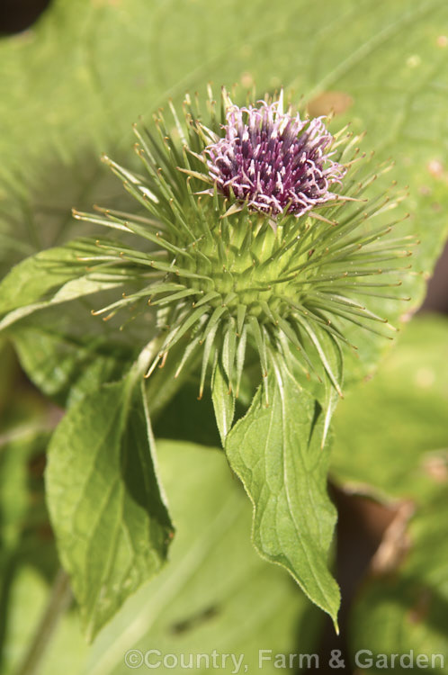 Great Burdock or Giant Burdock (<i>Arctium lappa</i>), a 15-18m high Eurasian biennial considered a weed but widely used as a medicinal herb, primarily for skin diseases. It also has edible leaves. It is most readily distinguished from the Common or Lesser Burdock (<i>Arctium minus</i>) by its florets, which hardly protrude at all from the phyllaries. Order: Asterales, Family: Asteraceae