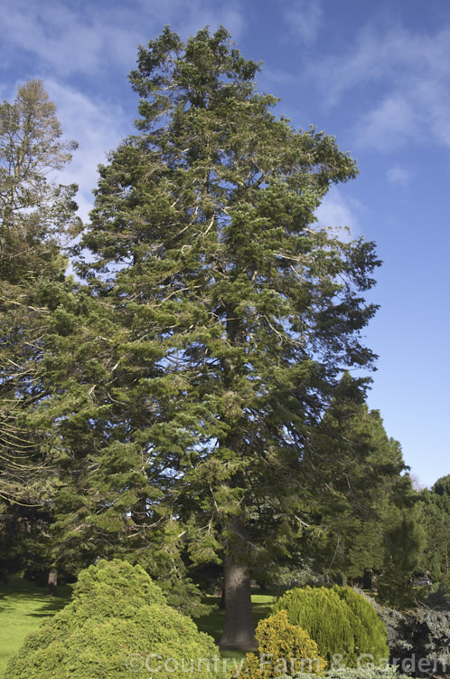 Giant Fir or Grand Fir (<i>Abies grandis</i>), a fast-growing conifer from northwestern North America. It can become a very tall (75m</i>) single-trunked tree. Cultivated specimens are often trained for multiple trunks. Order: Pinales, Family: Pinaceae