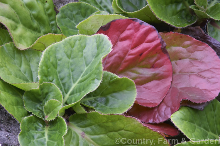 The autumn foliage of Pigsqueak (<i>Bergenia cordifolia</i>), a hardy perennial native to Siberia. The large leaves are near-evergreen in mild climates. Its flowers, on reddish stems up to 30cm high, open from late winter. bergenia-2281htm'>Bergenia. <a href='saxifragaceae-plant-family-photoshtml'>Saxifragaceae</a>.