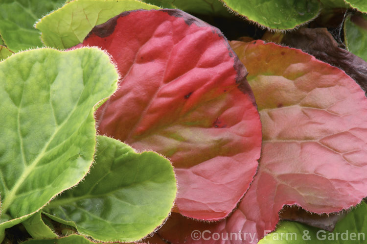 The autumn foliage of Pigsqueak (<i>Bergenia cordifolia</i>), a hardy perennial native to Siberia. The large leaves are near-evergreen in mild climates. Its flowers, on reddish stems up to 30cm high, open from late winter. bergenia-2281htm'>Bergenia. <a href='saxifragaceae-plant-family-photoshtml'>Saxifragaceae</a>.