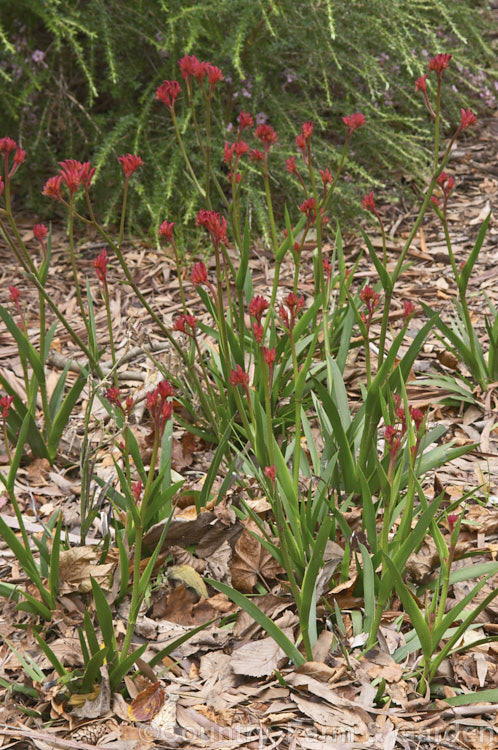 Anigozanthos 'Bush Ruby', one of the popular 'bush' series of Kangaroo. Paws, hybrids of Western Australian evergreen perennials. anigozanthos-2340htm'>Anigozanthos. <a href='haemodoraceae-plant-family-photoshtml'>Haemodoraceae</a>.