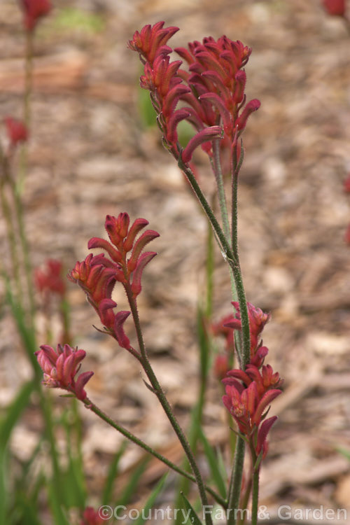 Anigozanthos 'Bush Ruby', one of the popular 'bush' series of Kangaroo. Paws, hybrids of Western Australian evergreen perennials. anigozanthos-2340htm'>Anigozanthos. <a href='haemodoraceae-plant-family-photoshtml'>Haemodoraceae</a>.