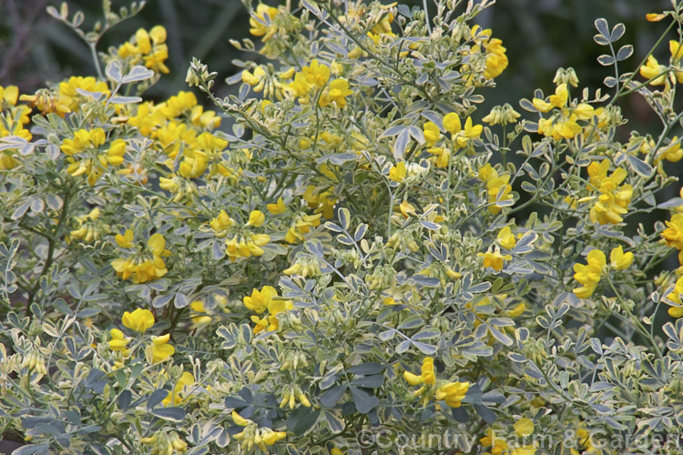 Coronilla valentina subsp. glauca 'Variegata', a creamy-yellow-variegated cultivar of an evergreen shrub native to the Mediterranean. It produces fragrant pea-like flowers throughout the warmer months and grows to around 15 m high. coronilla-2825htm'>Coronilla.
