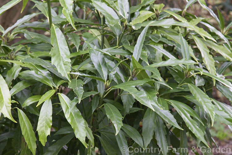 Aucuba japonica 'Salicifolia', often differing little from the typical female form of this Japanese evergreen shrub, the best forms of this cultivar have particularly narrow leaves. aucuba-2280htm'>Aucuba. <a href='garryaceae-plant-family-photoshtml'>Garryaceae</a>.