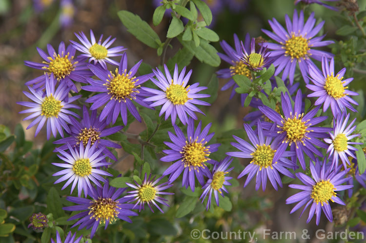 Aster trinervius, a late-flowering herbaceous perennial up to 1m tall It is found mainly from Nepal to China, with varieties occurring as far eastwards as Japan. aster-2378htm'>Aster.